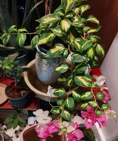 家庭养花用生根粉