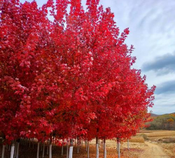 正宗美国红枫夕阳红 红枫树苗简介 红枫小苗包成活