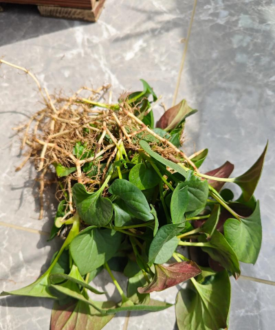 家庭养花用生根粉