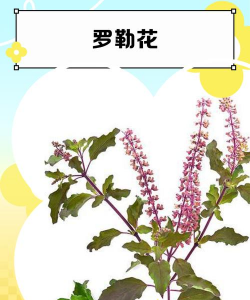 冬天如何养罗勒