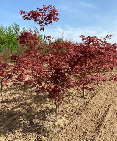 日本红枫红丝带 红舞姬苗有“红袖善舞翠云间”之称与栽培技术