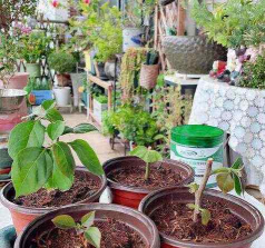 三棱箭怎么生根