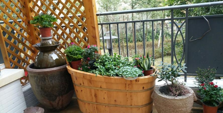 家庭养花用生根粉