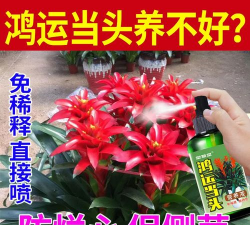 家庭养花用生根粉