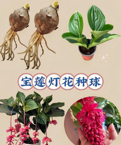宝莲灯花种子什么样
