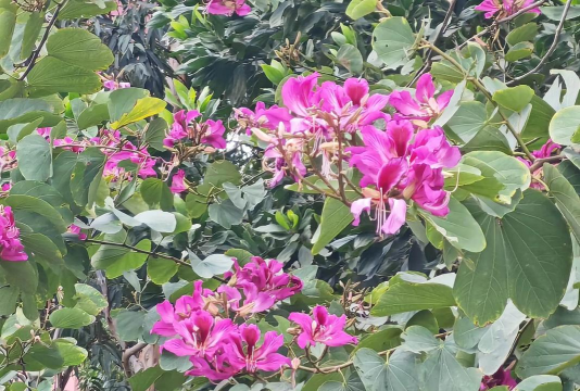 红花羊蹄甲木质什么色