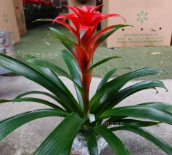 花卉火炬如何养