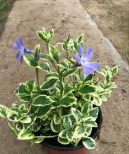 花叶蔓掉叶子什么原因