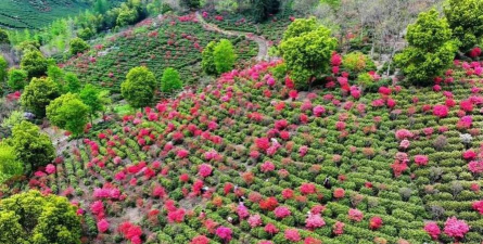 家庭养花用生根粉
