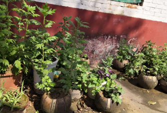 家庭养花用生根粉