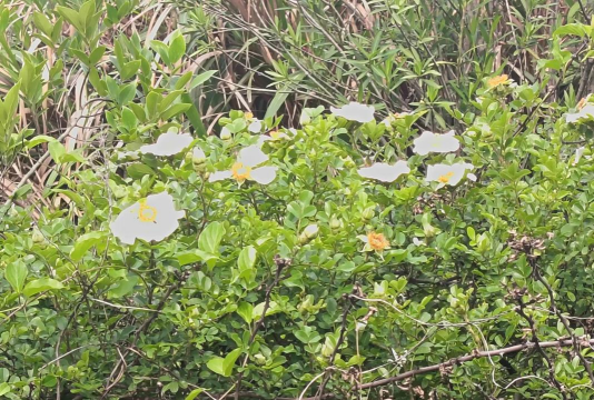 硕苞蔷薇是什么意思