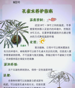 孔雀木如何扦插