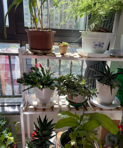 阿尔及利亚家庭养花