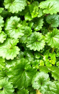 积雪草开什么花的