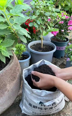 家庭养花用生根粉