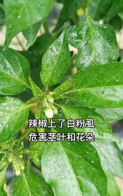 辣椒树长白毒怎么防止