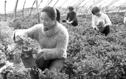 家庭养花用生根粉