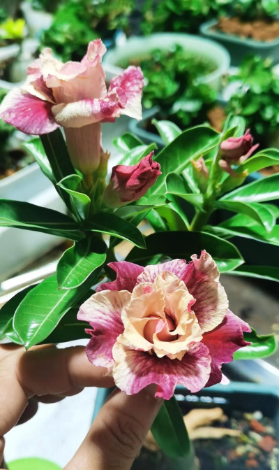 家庭养花用生根粉