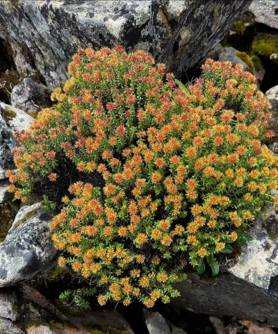 红景天植物长得什么样