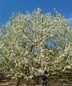 春天开的白花是什么树