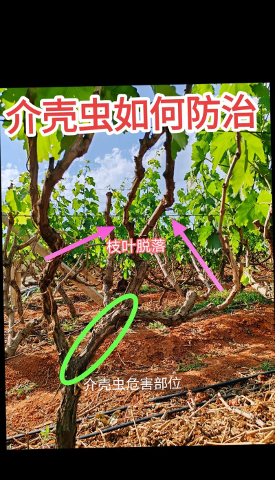 红火球紫薇盆栽病虫害防治 美国紫薇白粉病 烟煤病 蚧壳虫防治