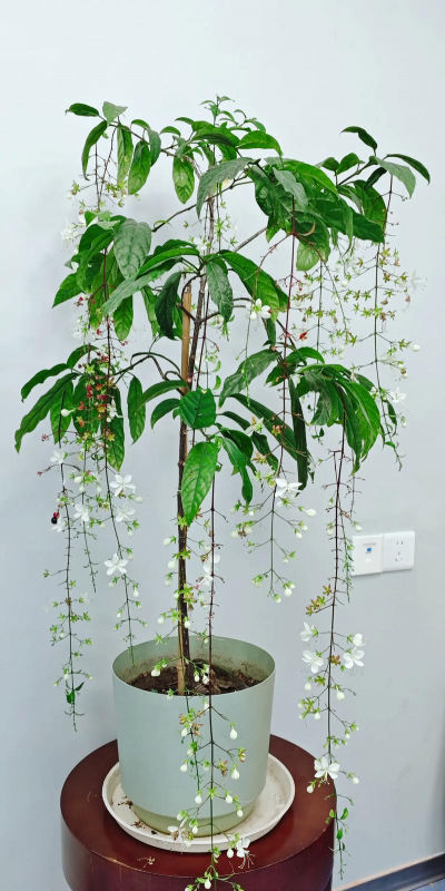 家庭养花用生根粉