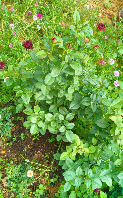 家庭养花用生根粉