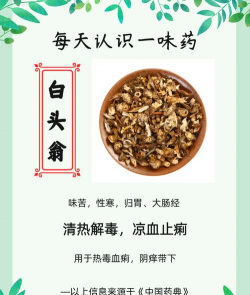 白头翁如何药用