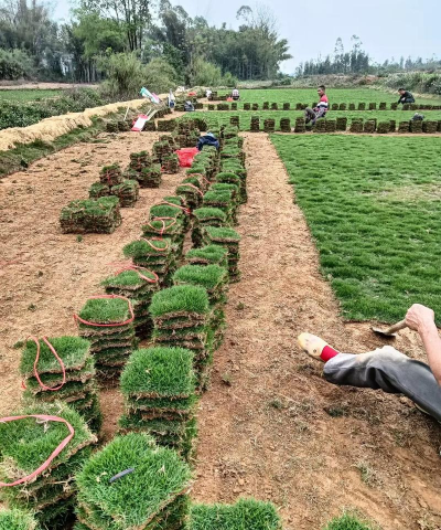 优质台湾草的种植与养护