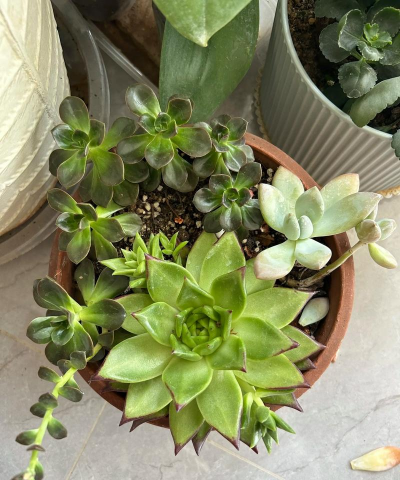 家庭养花用生根粉