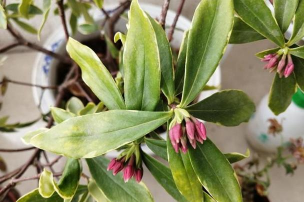 南昌的市花市树是什么