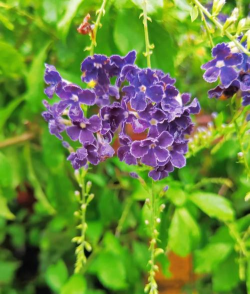 假连翘如何养殖