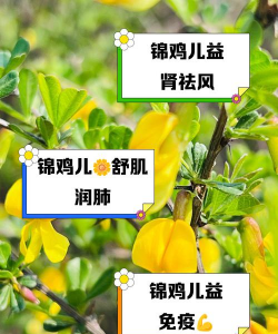 锦鸡儿的花有什么作用