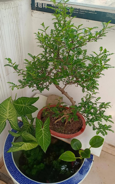 家庭养花用生根粉