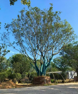 什么是丛生乔木