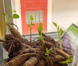 家庭养花用生根粉