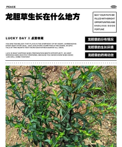 龙胆草生长什么地方