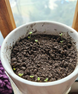 什么植物种子可以发芽