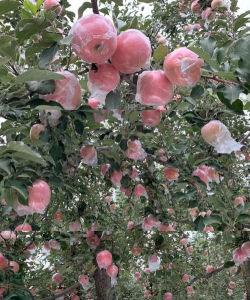 红富士苹果树的控高与落头