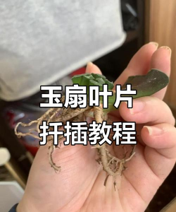 玉扇如何叶插 玉扇如何叶插