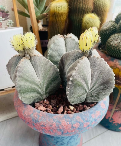 复隆鸾凤玉怎么养 复隆鸾凤玉怎么养