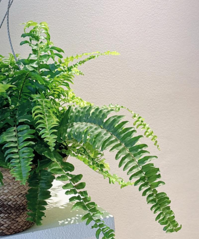 波士顿蕨又叫什么