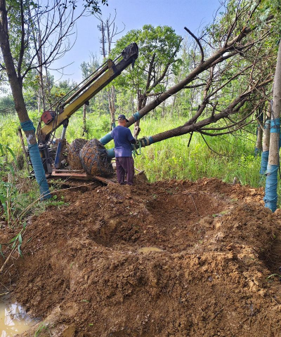 如何用香樟种育苗