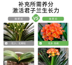 家庭养花用生根粉