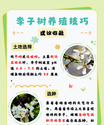 李子树开花什么时候