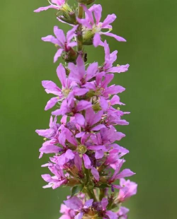 千屈菜是什么花形