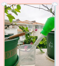 家庭养花用生根粉