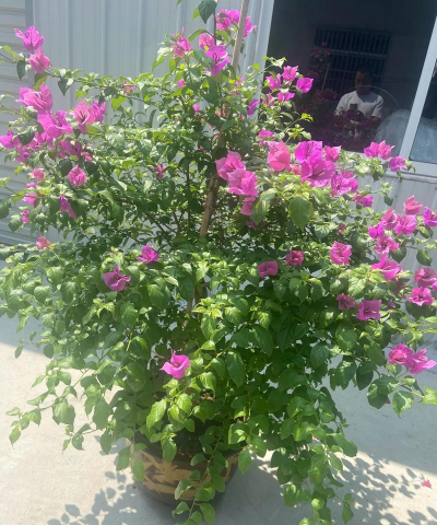 家庭养花用生根粉