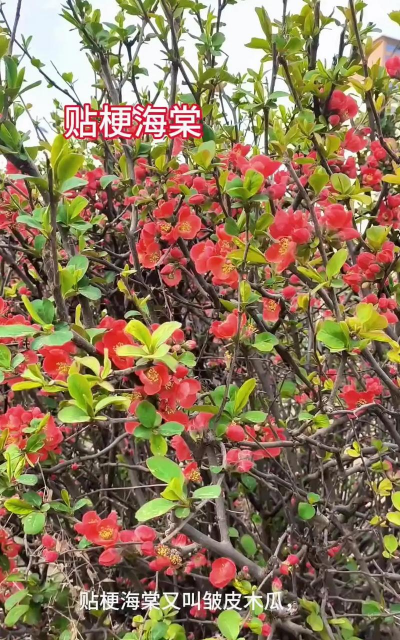 贴梗海棠什么时候开花