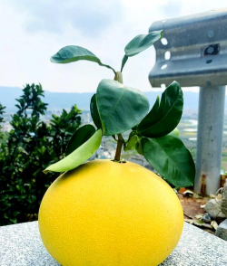 玉环柚采前管理